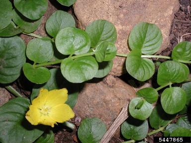 moneywort, Lysimachia nummularia  (Primulales: Primulaceae) - 5447865
