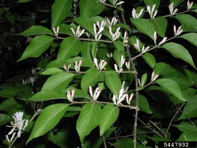 Amur honeysuckle, Lonicera maackii  (Dipsacales: Caprifoliaceae) - 5447932