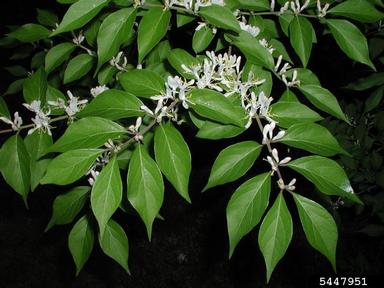 Amur honeysuckle, Lonicera maackii  (Dipsacales: Caprifoliaceae) - 5447951