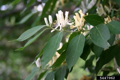 Amur honeysuckle, Lonicera maackii  (Dipsacales: Caprifoliaceae) - 5447962