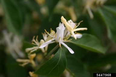 Amur honeysuckle, Lonicera maackii  (Dipsacales: Caprifoliaceae) - 5447968