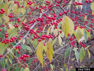 Amur honeysuckle, Lonicera maackii  (Dipsacales: Caprifoliaceae) - 5447986
