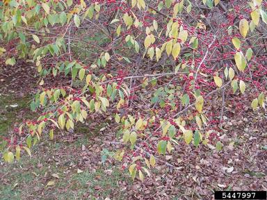 Amur honeysuckle, Lonicera maackii  (Dipsacales: Caprifoliaceae) - 5447997