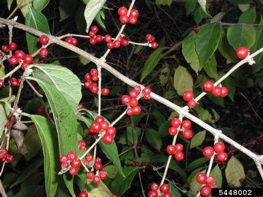Amur honeysuckle, Lonicera maackii  (Dipsacales: Caprifoliaceae) - 5448002