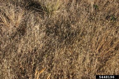 medusahead, Taeniatherum caput-medusae  (Cyperales: Poaceae) - 5448196