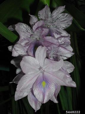 waterhyacinth, Eichhornia crassipes  (Liliales: Pontederiaceae) - 5448222