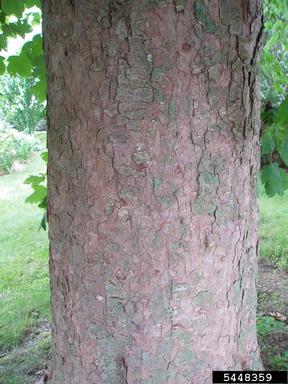 Sycamore maple, Acer pseudoplatanus  (Sapindales: Aceraceae) - 5448359