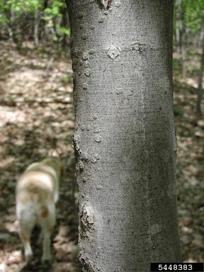 Sycamore maple, Acer pseudoplatanus  (Sapindales: Aceraceae) - 5448383