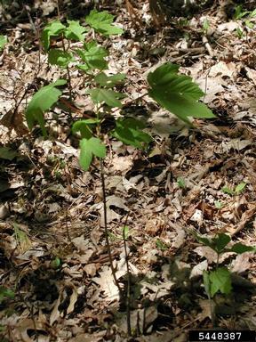 Sycamore maple, Acer pseudoplatanus  (Sapindales: Aceraceae) - 5448387