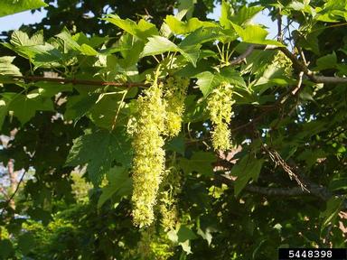 Sycamore maple, Acer pseudoplatanus  (Sapindales: Aceraceae) - 5448398