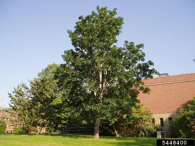 Sycamore maple, Acer pseudoplatanus  (Sapindales: Aceraceae) - 5448400