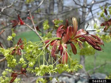 Norway maple, Acer platanoides  (Sapindales: Aceraceae) - 5448425