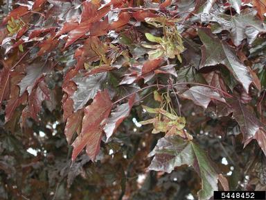 Norway maple, Acer platanoides  (Sapindales: Aceraceae) - 5448452