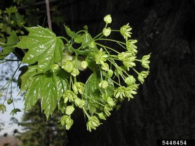 Norway maple, Acer platanoides  (Sapindales: Aceraceae) - 5448454