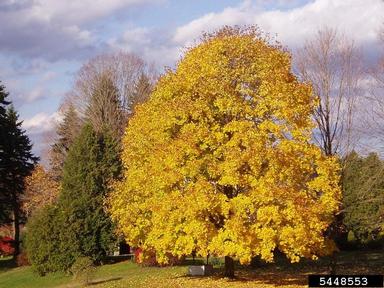 Norway maple, Acer platanoides  (Sapindales: Aceraceae) - 5448553
