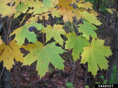 Norway maple, Acer platanoides  (Sapindales: Aceraceae) - 5448557
