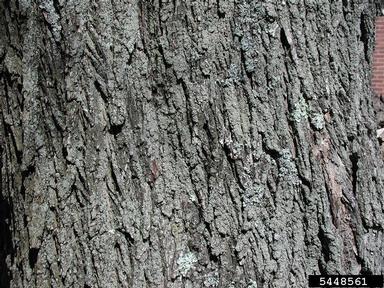 Norway maple, Acer platanoides  (Sapindales: Aceraceae) - 5448561