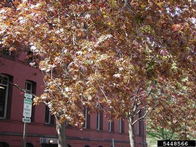 Norway maple, Acer platanoides  (Sapindales: Aceraceae) - 5448566