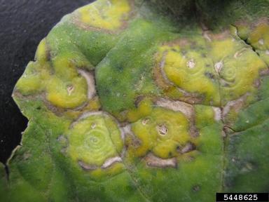 Tomato Spotted Wilt Virus (Tospovirus TSWV ) on broccoli (Brassica oleracea var. italica) - 5448625