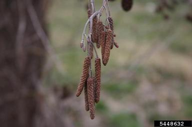 European alder, Alnus glutinosa  (Fagales: Betulaceae) - 5448632