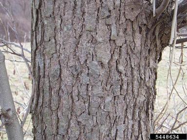 European alder, Alnus glutinosa  (Fagales: Betulaceae) - 5448634