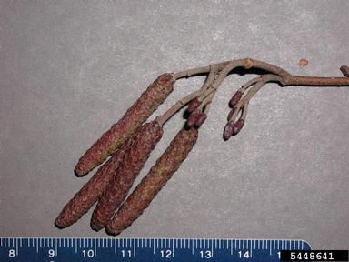 European alder, Alnus glutinosa  (Fagales: Betulaceae) - 5448641