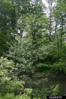European alder, Alnus glutinosa  (Fagales: Betulaceae) - 5448670