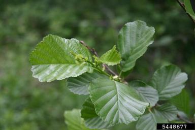 European alder, Alnus glutinosa  (Fagales: Betulaceae) - 5448677