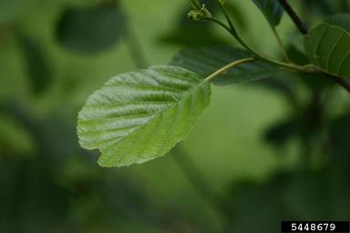 European alder, Alnus glutinosa  (Fagales: Betulaceae) - 5448679