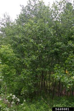 European alder, Alnus glutinosa  (Fagales: Betulaceae) - 5448681