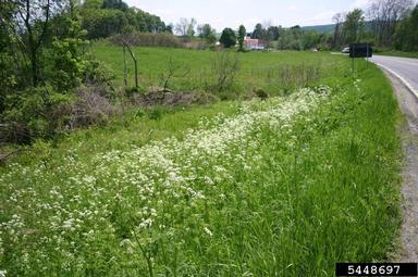 wild chervil, Anthriscus sylvestris  (Apiales: Apiaceae) - 5448697