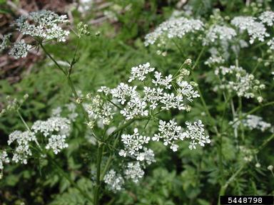 wild chervil, Anthriscus sylvestris  (Apiales: Apiaceae) - 5448798