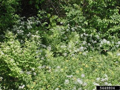 wild chervil, Anthriscus sylvestris  (Apiales: Apiaceae) - 5448804