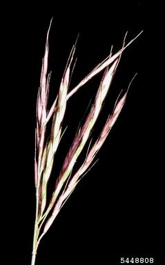 small carpetgrass, joint-head grass, Arthraxon hispidus  (Cyperales: Poaceae) - 5448808