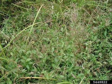 small carpetgrass, joint-head grass, Arthraxon hispidus  (Cyperales: Poaceae) - 5448822