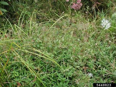 small carpetgrass, joint-head grass, Arthraxon hispidus  (Cyperales: Poaceae) - 5448823