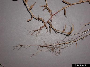small carpetgrass, joint-head grass, Arthraxon hispidus  (Cyperales: Poaceae) - 5448842