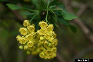 European barberry, Berberis vulgaris  (Ranunculales: Berberidaceae) - 5448947