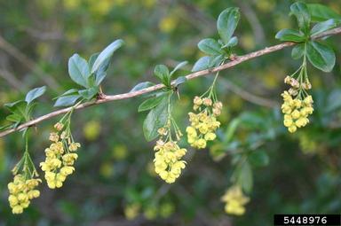 European barberry, Berberis vulgaris  (Ranunculales: Berberidaceae) - 5448976