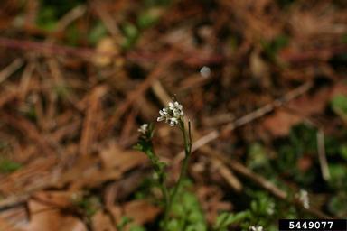 hairy bittercress, Cardamine hirsuta  (Capparales: Brassicaceae) - 5449077