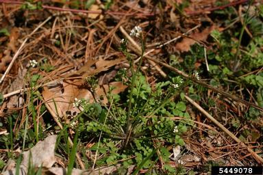hairy bittercress, Cardamine hirsuta  (Capparales: Brassicaceae) - 5449078