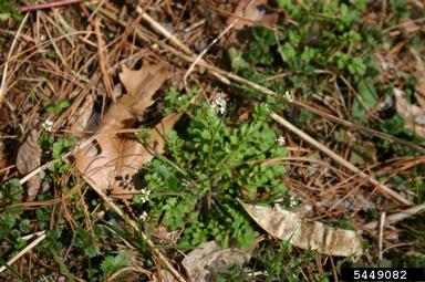 hairy bittercress, Cardamine hirsuta  (Capparales: Brassicaceae) - 5449082
