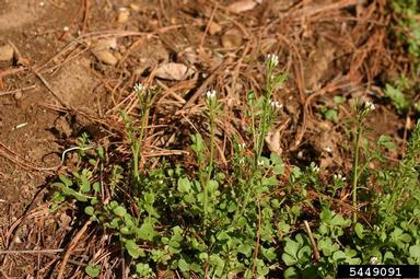 hairy bittercress, Cardamine hirsuta  (Capparales: Brassicaceae) - 5449091