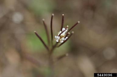hairy bittercress, Cardamine hirsuta  (Capparales: Brassicaceae) - 5449096