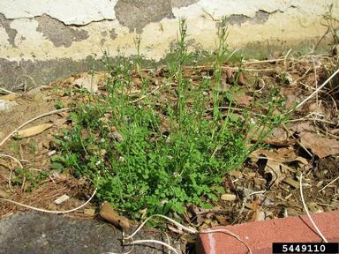 hairy bittercress, Cardamine hirsuta  (Capparales: Brassicaceae) - 5449110