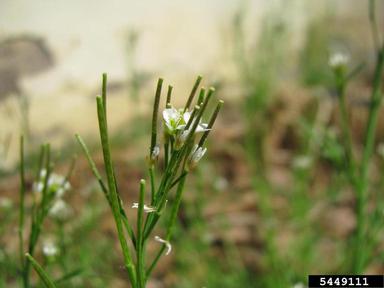 hairy bittercress, Cardamine hirsuta  (Capparales: Brassicaceae) - 5449111