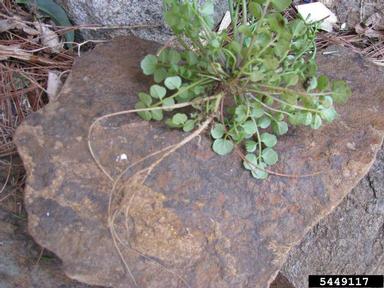 hairy bittercress, Cardamine hirsuta  (Capparales: Brassicaceae) - 5449117