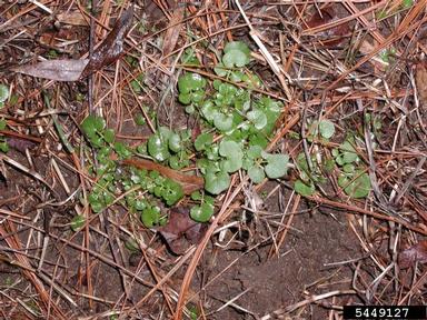 hairy bittercress, Cardamine hirsuta  (Capparales: Brassicaceae) - 5449127