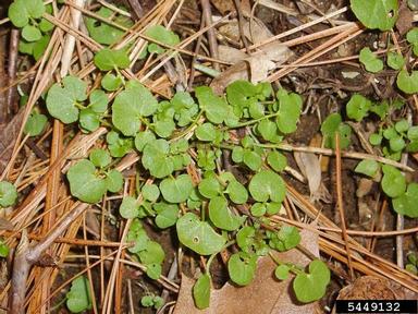 hairy bittercress, Cardamine hirsuta  (Capparales: Brassicaceae) - 5449132