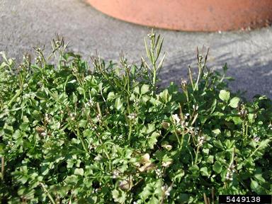 hairy bittercress, Cardamine hirsuta  (Capparales: Brassicaceae) - 5449138